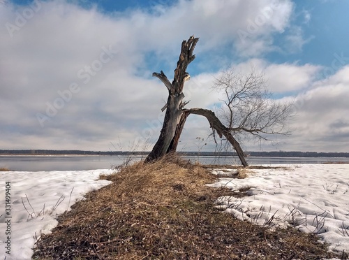a lonely old tree by the river against a cloudy sky