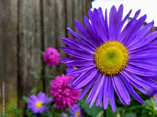 Flower with beautiful purple petals in the garden on the background of the fence