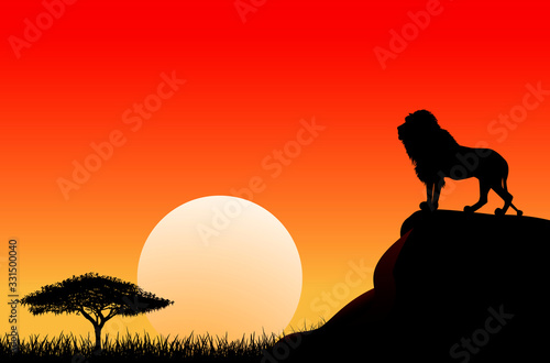 African lion sun sunset nature. An African lion stands on a stone against the background of the sun. Sky, sun, sunset. The nature of the African savanna