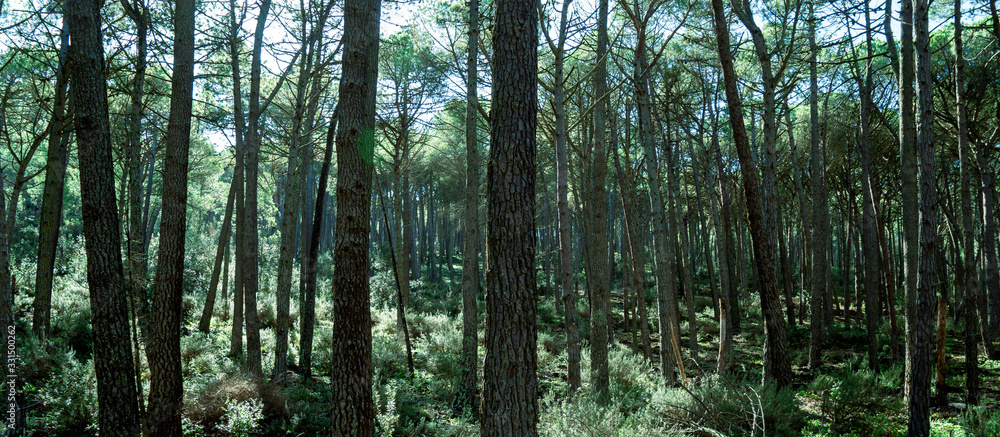 deep pine forest deep pine forest