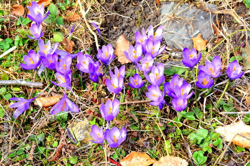 Crocus in Piatra Craiului. Landscape in Carpathian  Mountains, Transylvania,  which belongs to the Western Romanian Carpathians. photo