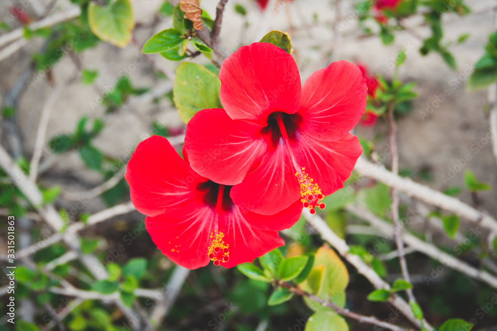 Obraz premium Dwa czerwone kwiaty z żółtymi pylnikami: hibiskus chiński, róża chińska, hibiskus hawajski, malwa różowa lub czarna roślina (Hibiscus Rosa Sinensis)