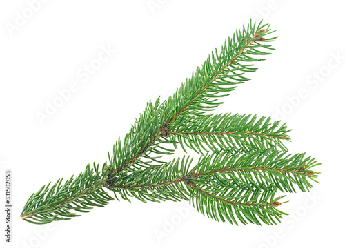 Green branch of fir tree isolated on a white background. Christmas tree branch.