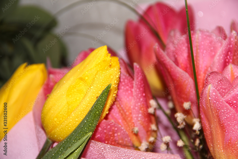 Pink and yellow tulips with water droplets. Pink and yellow tulips with water droplets.