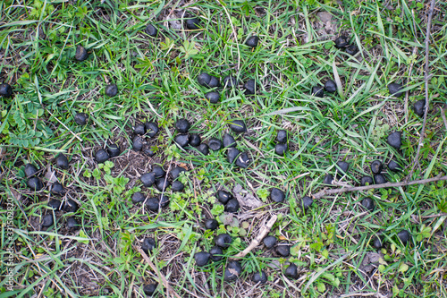 Goat droppings on green grass