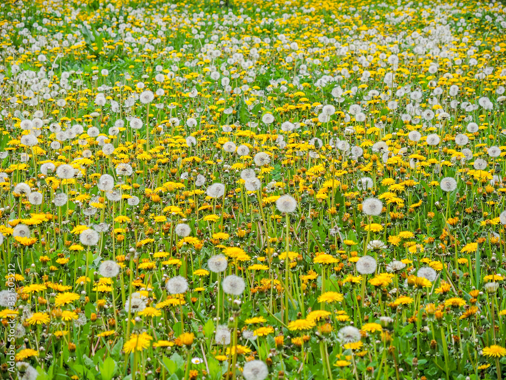 beautiful dandelion field springtime scene