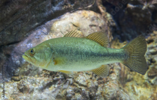 Largemouth Bass © WH_Pics