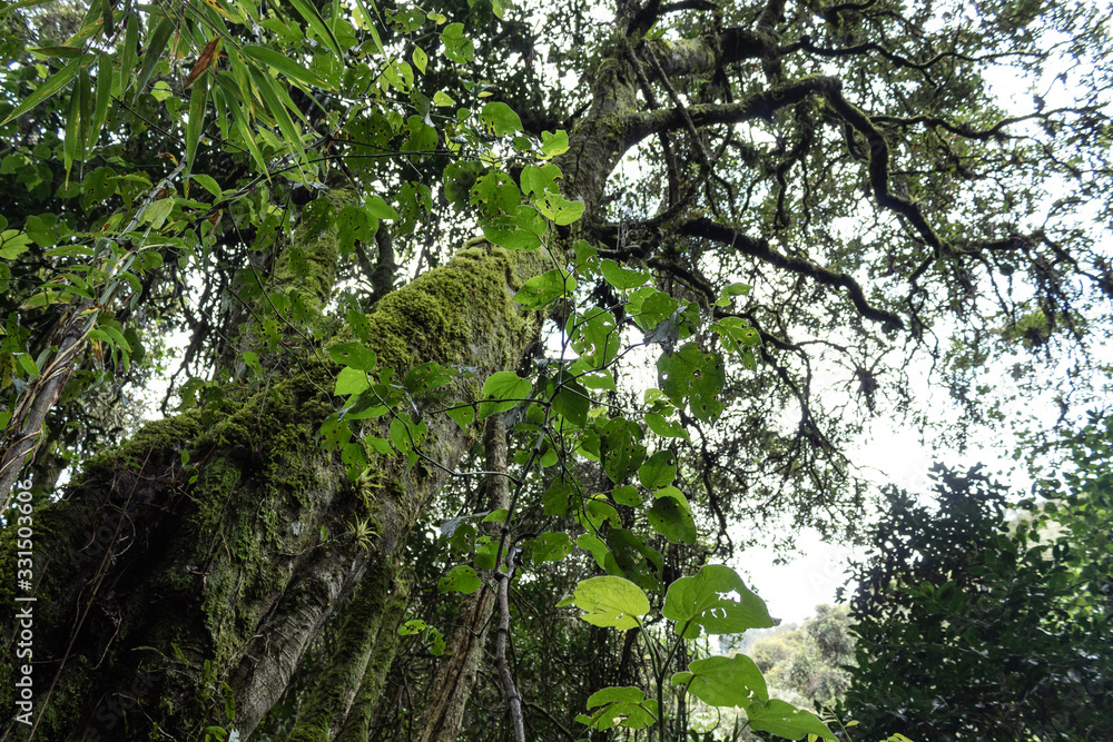Fototapeta premium Green mossy old three with green foliage into rain forest with sunny day at background