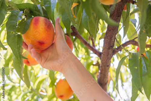 Summer time peach picking
