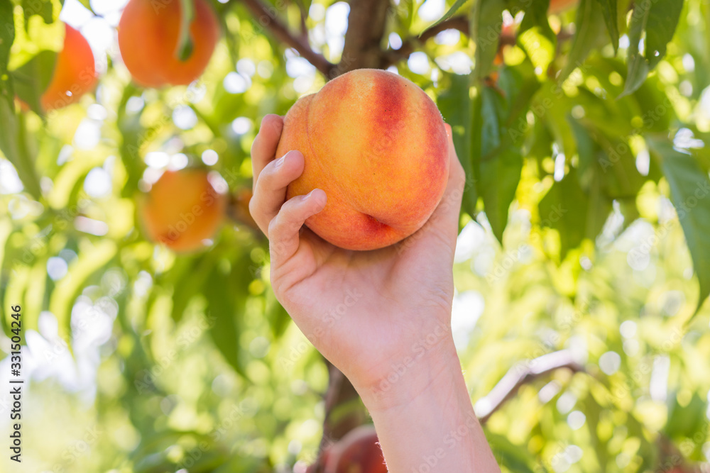 custom made wallpaper toronto digitalSummer time peach picking