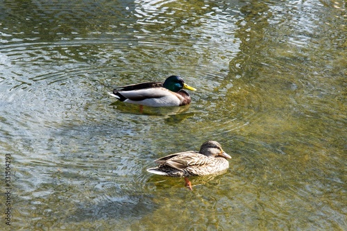 Wild duck swimming in the pond © Ded_F12