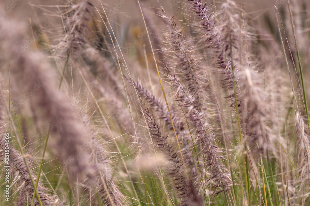 Closed up to a vibrant purple and green wheat field moving with the wind at sunny day Closed up to a vibrant purple and green wheat field moving with the wind at sunny day