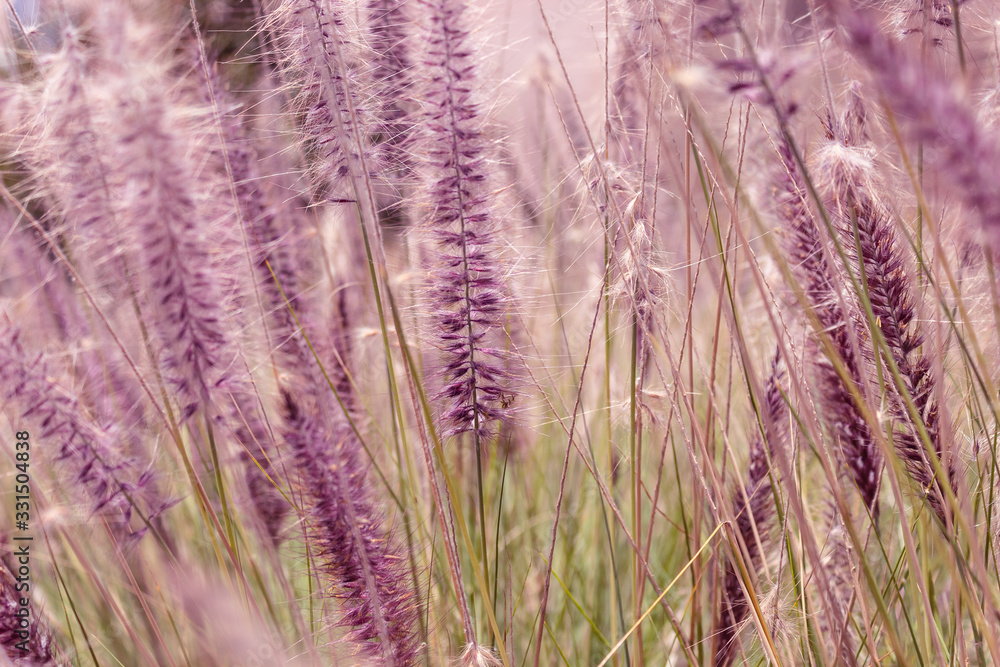 Fototapeta premium Closed up to a vibrant purple and green wheat field at sunny day