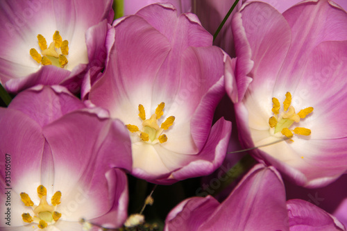 Purple Tulip buds. Lilac flowers. A bouquet of fragrant spring flowers.