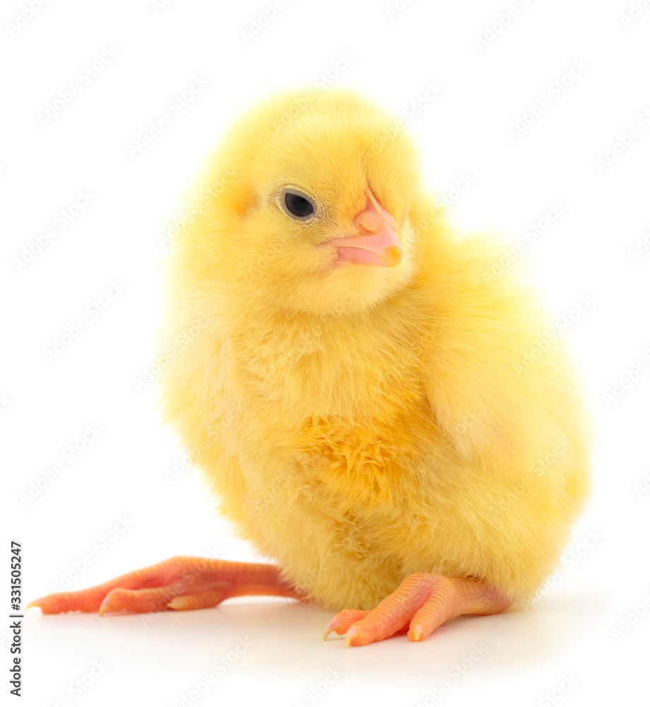 Obraz premium Little chick isolated.