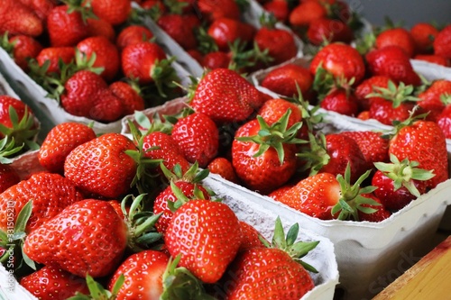 Frische Erdbeeren photo