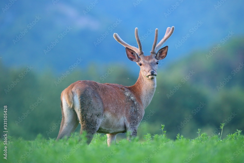 Obraz premium Surprised young red deer, cervus elaphus, stag with antlers in velvet looking to camera at dusk in morning. Animal on a green field in springtime from back view.