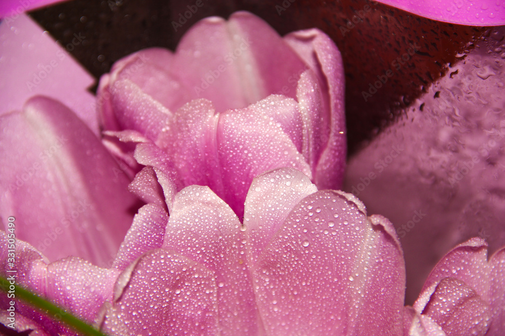 Flower petals in the water droplets. Pink Tulip