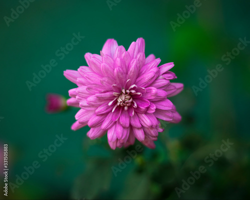 Close-up of Pink Chrysanthemum flower blooming in garden