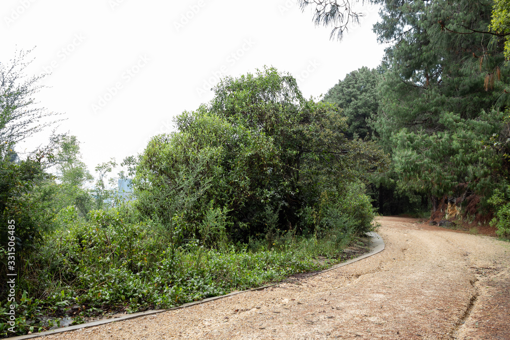 Fototapeta premium Sand road into andeas mountain with rainforest. ideal for adventure, trekking and hiking