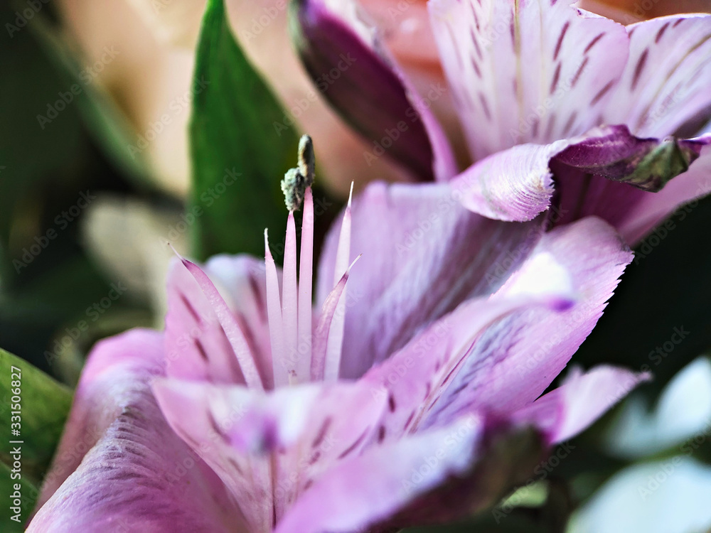Close-up of a pink astromeria flower. Spring. Macro. Close-up of a pink astromeria flower. Spring. Macro.