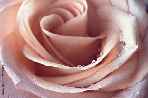 Macro shot of a blooming pink rose with water drops on the petals with bokeh in the background