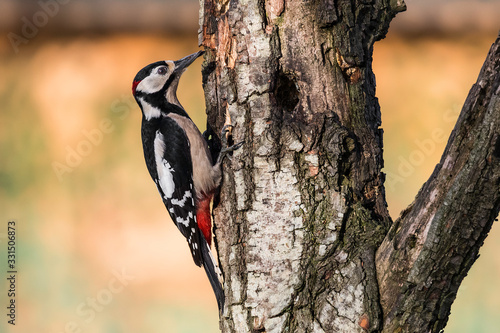 red woodpecker laid on a branch in tuscany photo