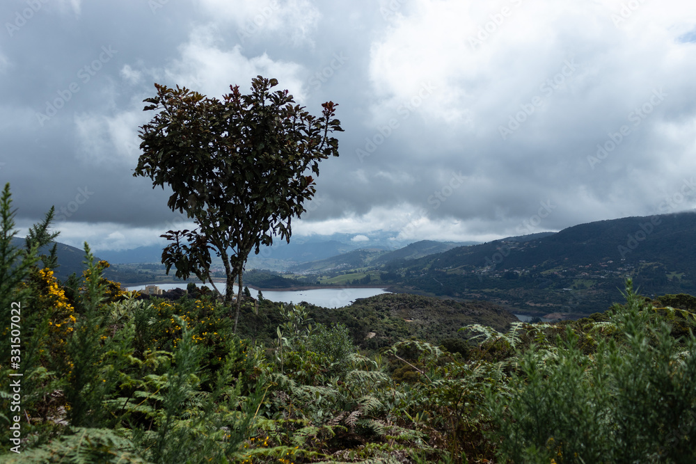 Lonely tree near to a lake surrounded by andean mountains typically nature and cloudy day at background. Ideal for trekking, adventures and outdoor Lonely tree near to a lake surrounded by andean mountains typically nature and cloudy day at background. Ideal for trekking, adventures and outdoor