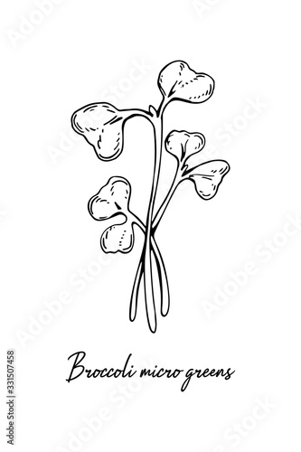 Hand drawn broccoli micro greens. Vector illustration in sketch style isolated on white background