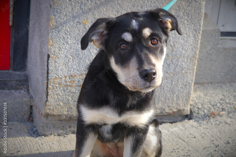 puppy dog adorable young pet looking sad waiting
