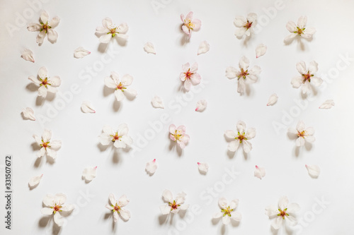 Flat minimalist composition of almond flowers and petals, soft colors on white background. Floral pattern, top view.