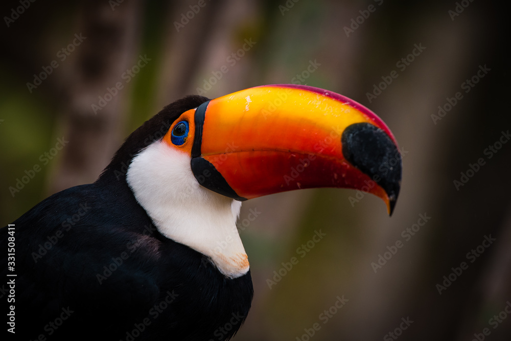 Naklejka premium toucan close up