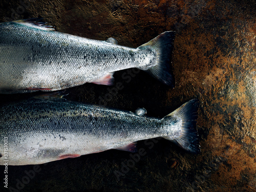 two Salmons back fins on rustic metal plate