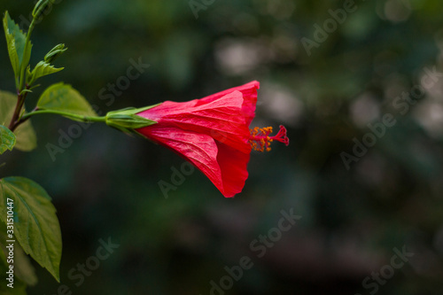 Red hibiscus flower bloom in garden