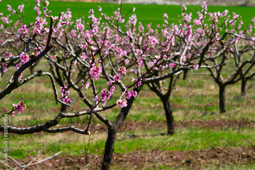 Peach orchard at spring
