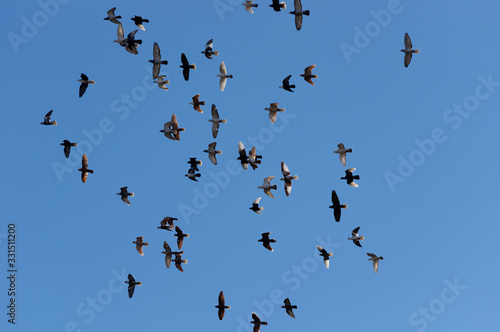 Birds flying high in the sky © canaran