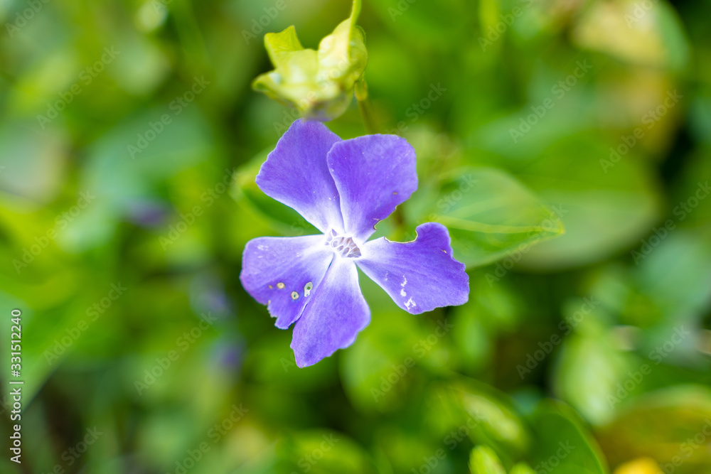 Purple flower damaged by bugs Purple flower damaged by bugs