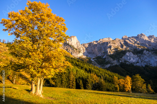 Fototapeta Naklejka Na Ścianę i Meble -  Golden hour in the region of Hochschwab, Austria. Golden leaves of trees shining bright in the first sun beams of the day. High mountain ranges in the back. Golden fall in Alps.