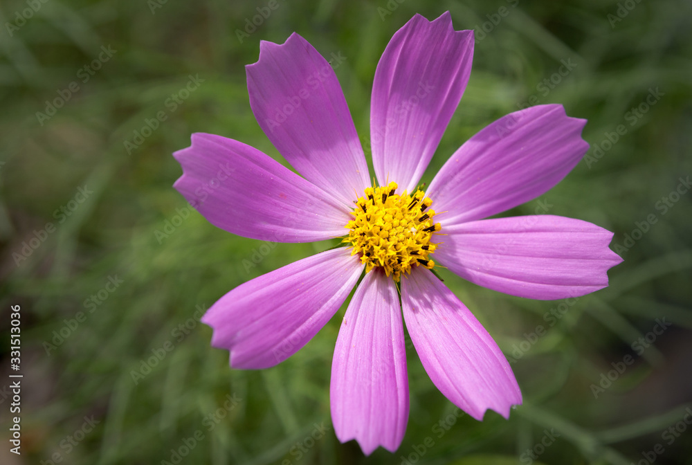 A close up of a pink cosmos flower in South Korea