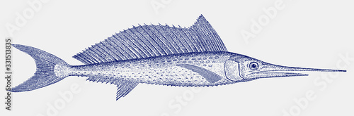 Young swordfish xiphias gladius, fish from the Atlantic, Pacific and Indian Ocean in side view