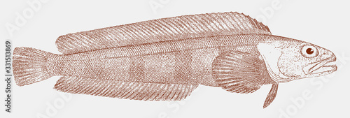 Searcher, bathymaster signatus, a fish from the northern pacific ocean in side view