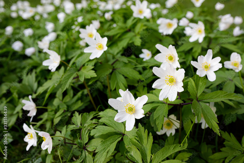 Anemone nemorosa flower blooming outdoors at spring day Anemone nemorosa flower blooming outdoors at spring day