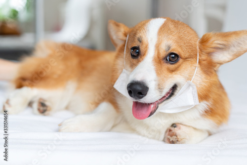 Cute corgi dog posing in medical mask. Concept healthe lifestyle, illness and epidemic