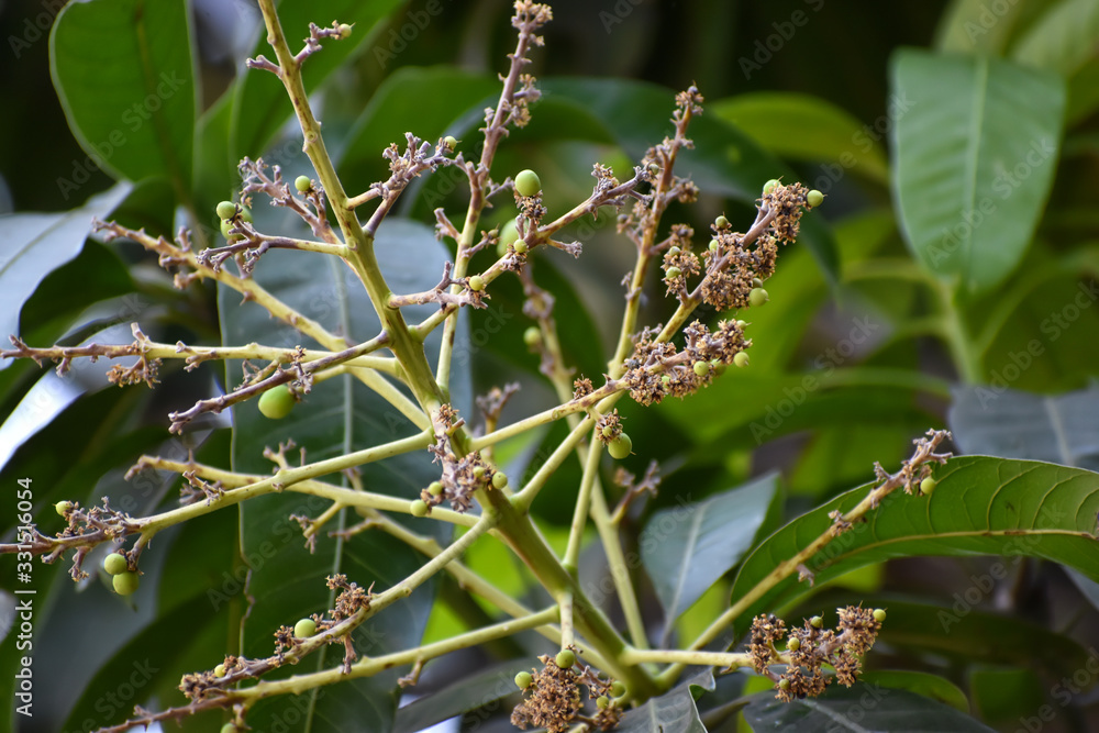 Obraz premium Flowers and buds of Mangifera indica, commonly known as mango with green leaves