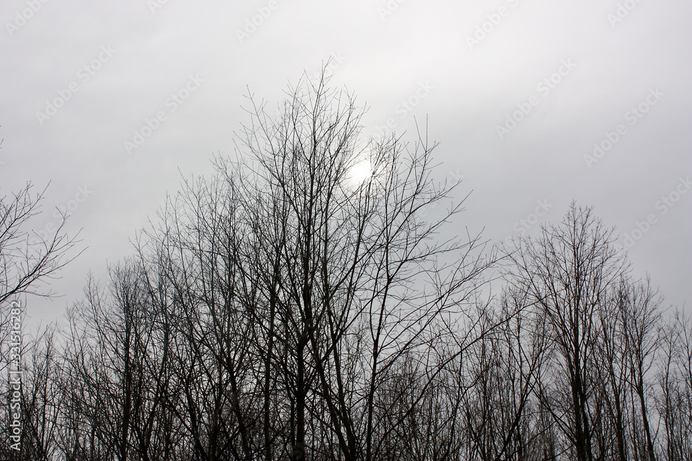 trees in the winter sun and fog trees in the winter sun and fog