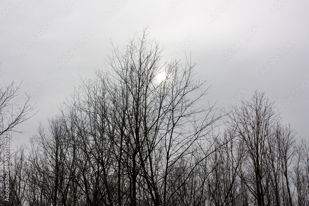 trees in the winter sun and fog