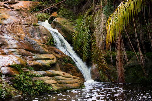 Small stream in jungle photo