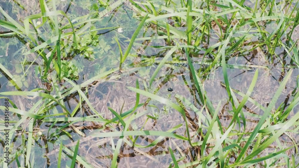 green rushes and water-grass in close-up on a background of blue water green rushes and water-grass in close-up on a background of blue water
