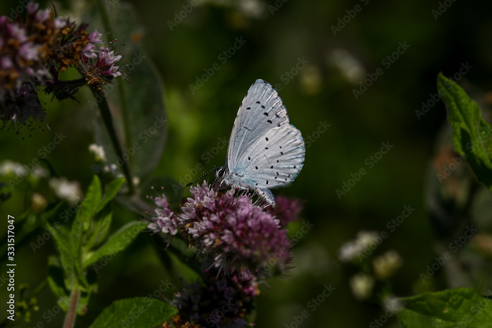 sacred blue butterfly ; Celastrina argiolus sacred blue butterfly ; Celastrina argiolus
