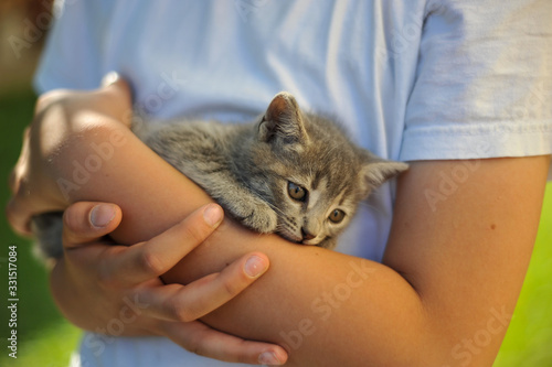 Cats in boy's hands. A little tiger cat. Love for cats. Cat is playing with a boy